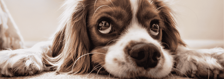 O que a Bíblia fala sobre morte de animais?